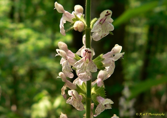 {Stachys eplingii}